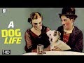 A Dogs Life 1918 - Charlie Chaplin Comedy Movie | HD | Charlie Chaplin, Edna Purviance.