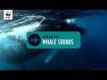 Canadian whale sounds