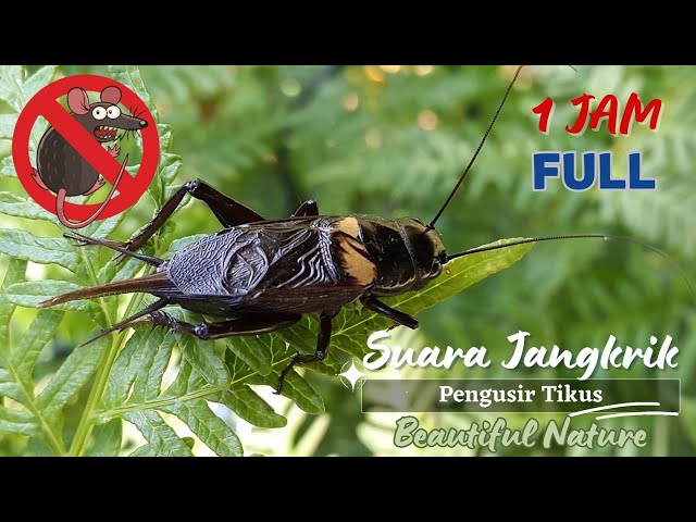 Suara Jangkrik Full 1 Jam Pengusir Tikus, TERBUKTI AMPUH! | No Copyright Background Music class=