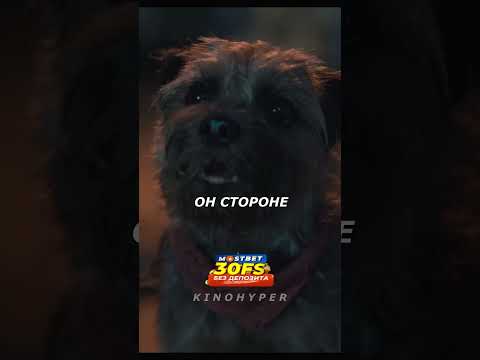 Овчарки унижают собачку😥 Отвязные дворняги (2023) #shorts #кино #топ