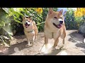 My Shiba Inu Goes on a Date!