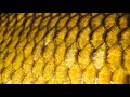 A short carpfishing clip
