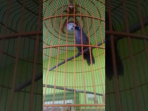 Poksay mantel gacor bervariasi suara menggelegar