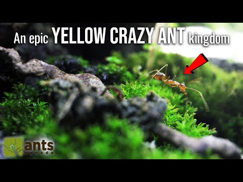 Entering The Amazing World Of My Pet Yellow Crazy Ants 