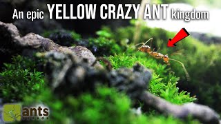 Entering the Amazing World of My Pet Yellow Crazy Ants