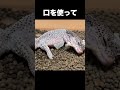 ヤモリの脱皮手伝ってみた！ #爬虫類 #shorts #reptiles #ふじぴこ #leopardgecko #レオパ #animals