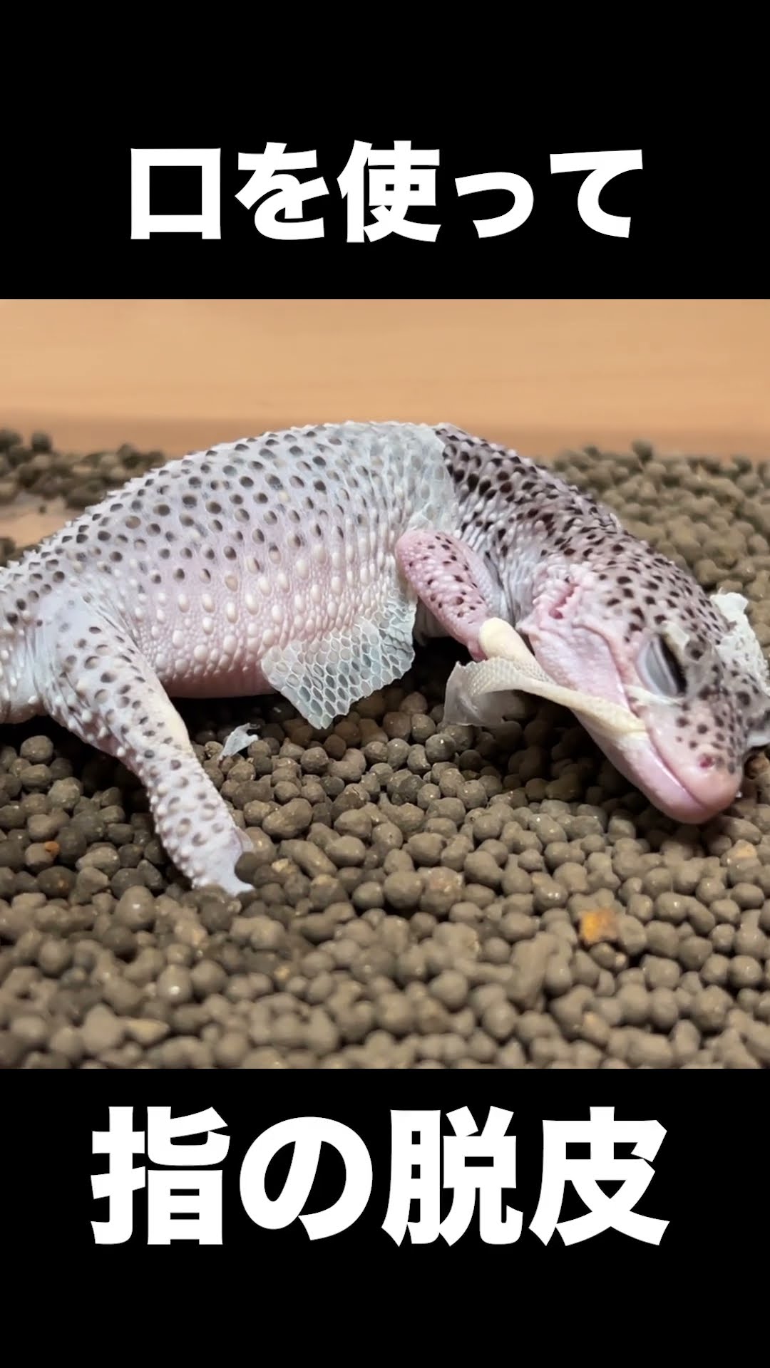 I helped the gecko shed its skin. - YouTube