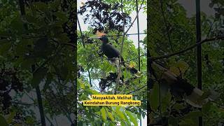 Indonesia Bangga Punya Burung Seperti Ini #Viral #Penangkaran #Breeding #Hewan #Viralvideo