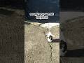 Kucing berjemur#cat #kitten #shorts