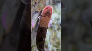 How Do Electric Eels Generate Electricity?