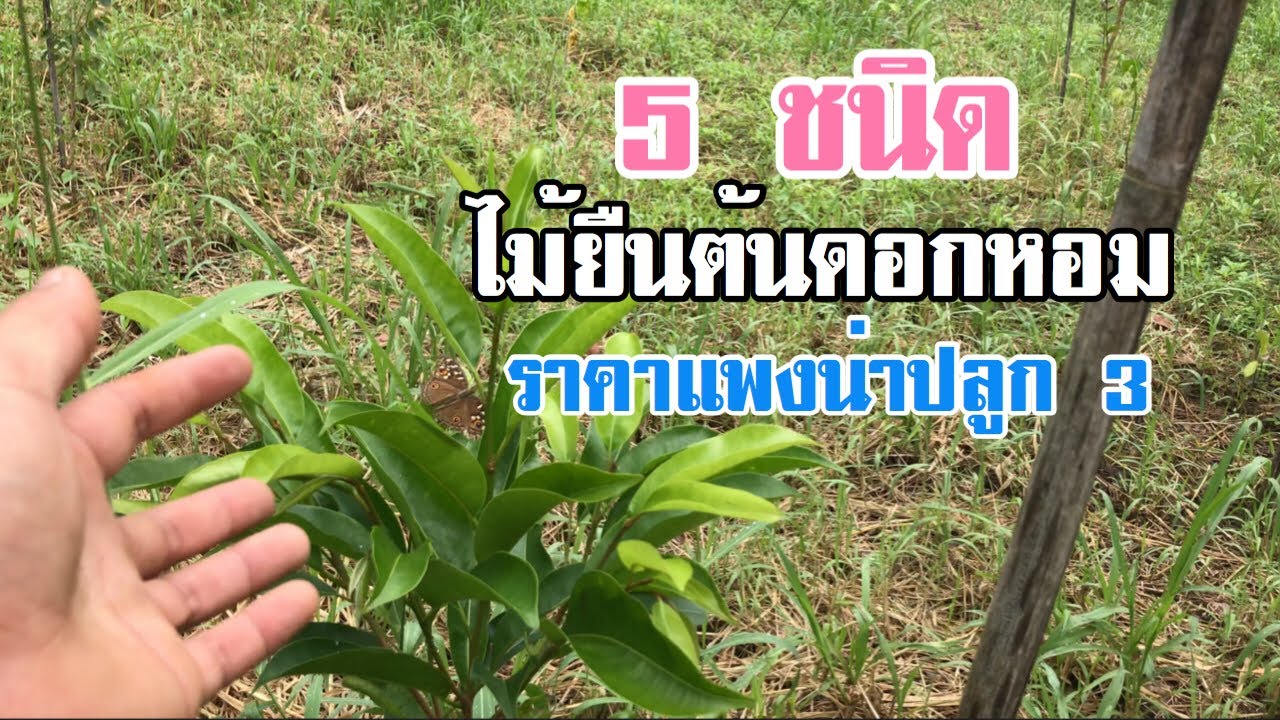 ไม้ยืนต้นดอกหอม ราคาแพงน่าปลูก 3 [ดินแดนแห่งเสรีภาพ]