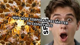 Why Hive Temperatures Matter in Sydney Bees