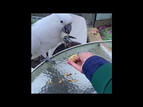 Cockatoo eating my homemade food