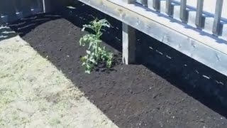 Learn how to design/ shape, remove the grass, add new soil, edge, and get started growing in your very own new garden bed.