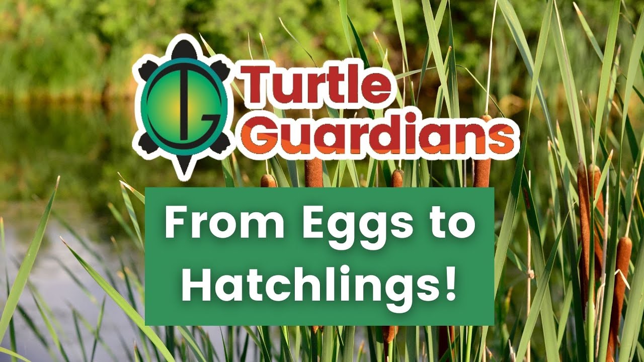 From Eggs to Hatchlings Our Turtle Egg Incubation Program YouTube