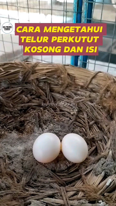 Cara Mengetahui telur Perkutut Kosong dan Isi