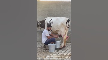 New hf cow video live milking ..40 kg record #dailyvlog #dairyfarming #livemilking #trending