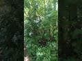 Walking in the forest 1#