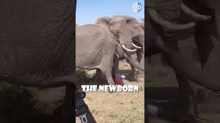 Elephants Protect Their Newborns From Predators