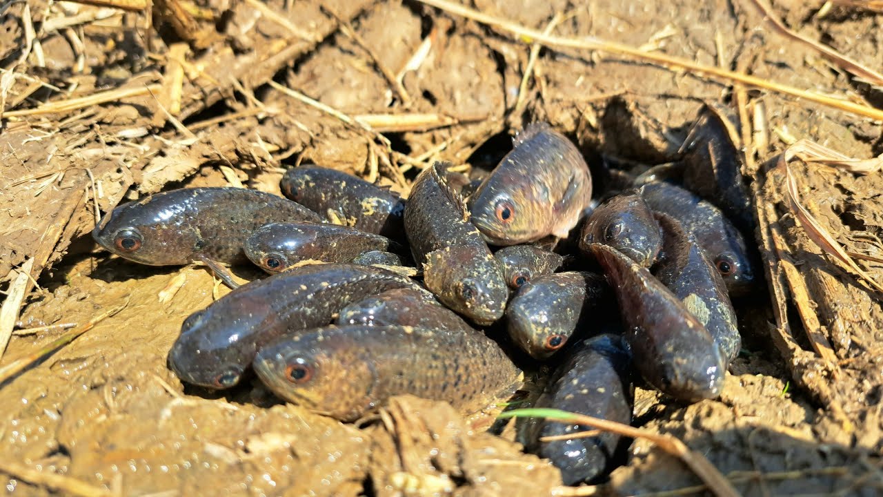 amazing fishing! a smart fisherman catch a lots of fishes under straw in field by best hand