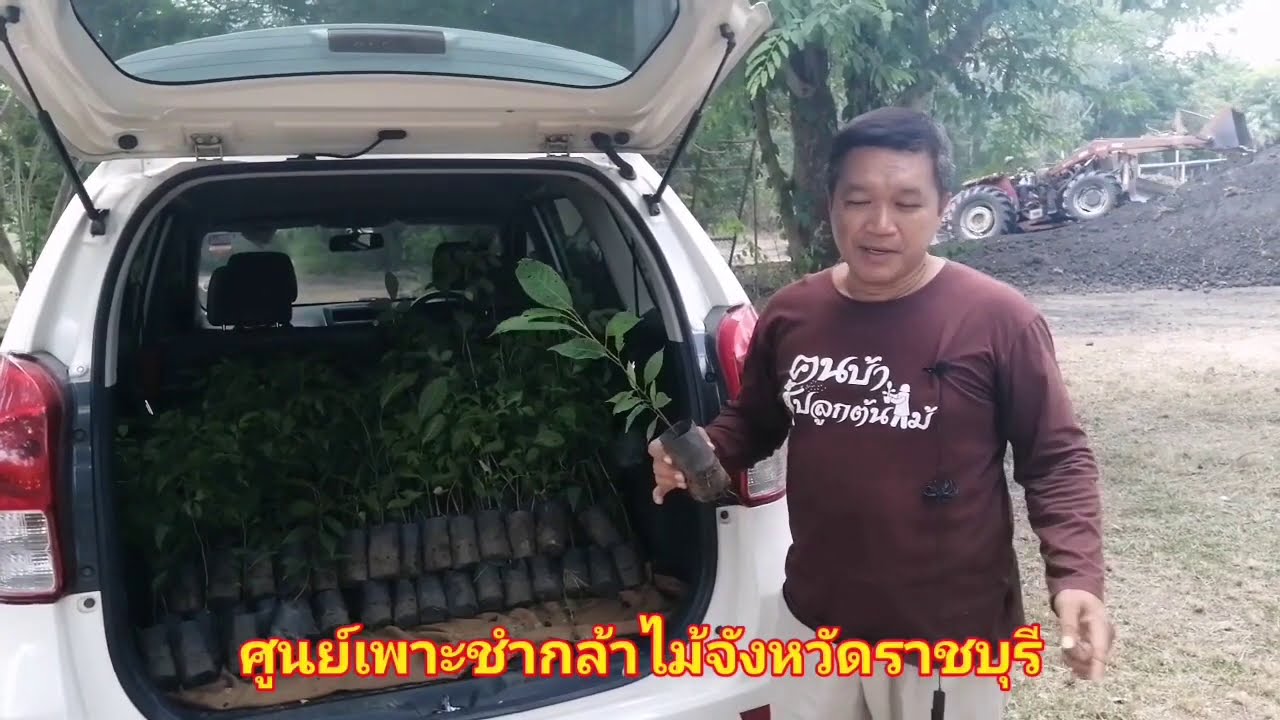 รับพันธุ์กล้าไม้ป่าฟรี​ จากศูนย์เพาะชํากล้าไม้ราชบุรี | ข่าวสารล่าสุดเกี่ยวกับ ศูนย์เพาะชํากล้าไม้ราชบุรี