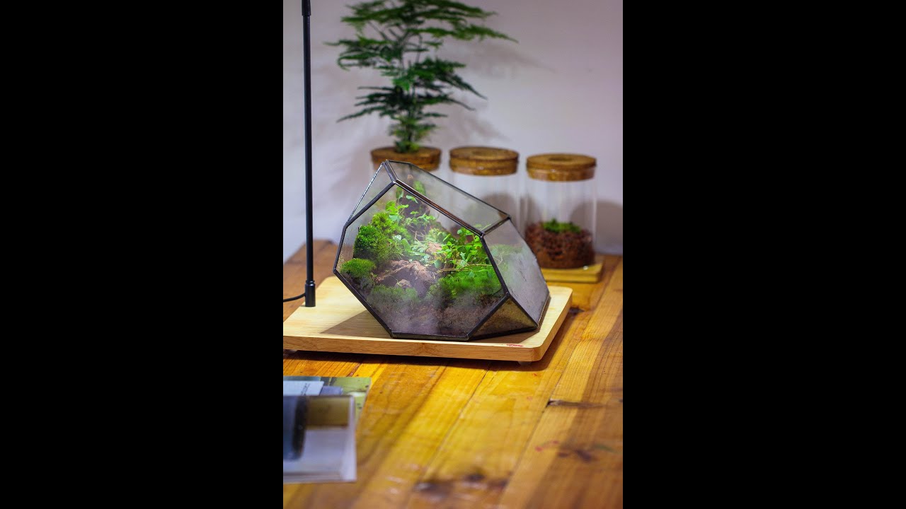 building a moss in a geometric rock shape terrarium tutorial - YouTube