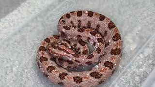 These Vipers Are BEAUTIFUL!