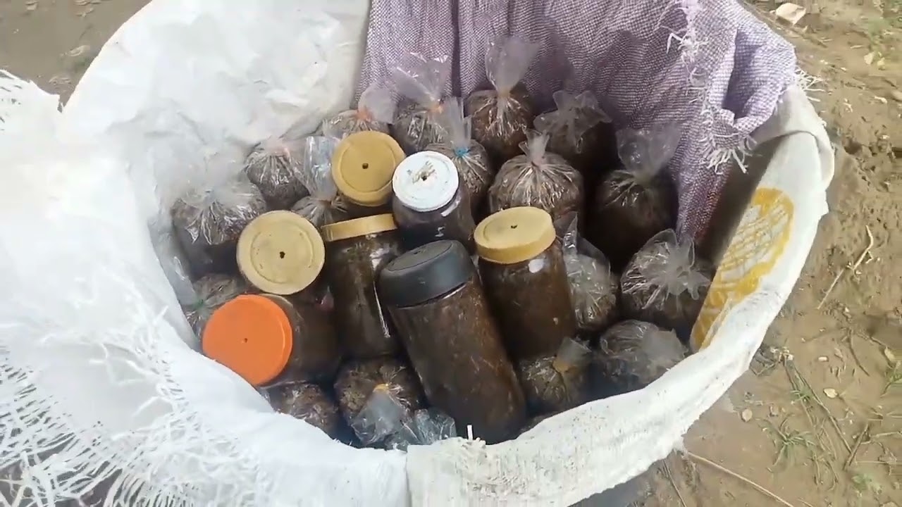 Paano gumawa ng kabuteng saging binhi? planting spawn F1