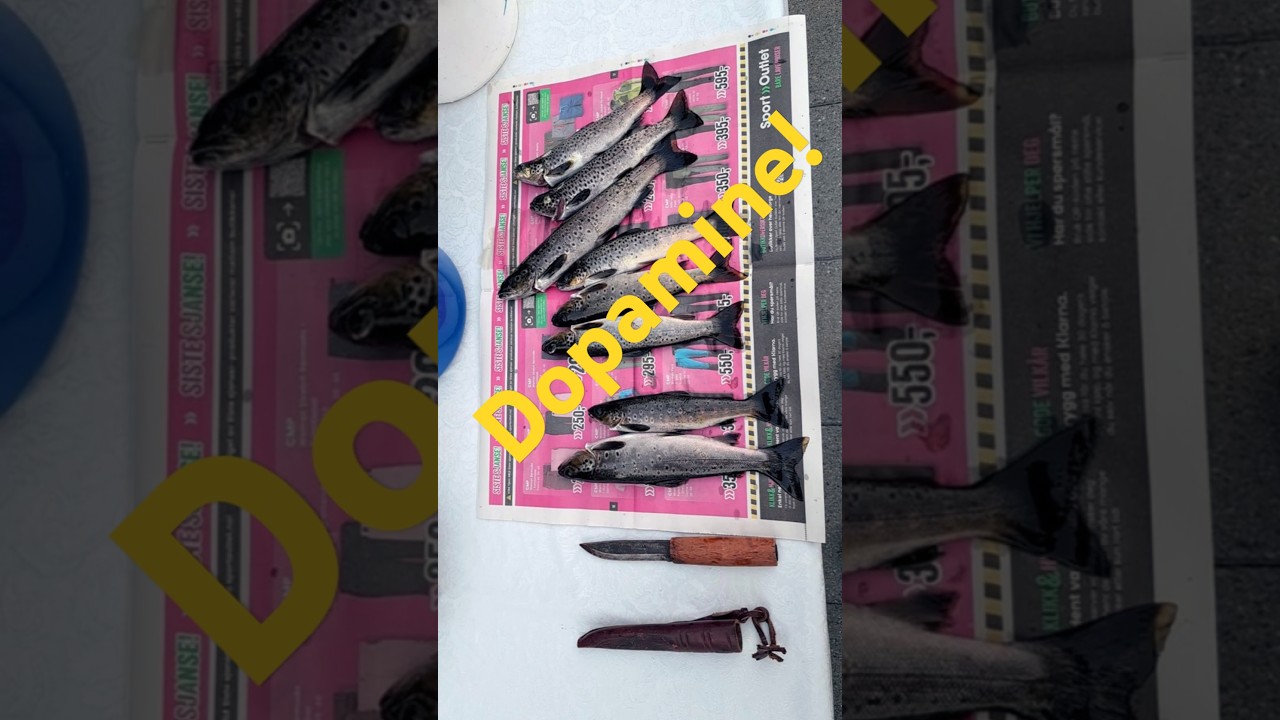 Totally hooked on this feeling, amateurs journey so far in 2025. 