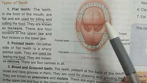 DAV Nahan Class-IV Science Revision (Lesson-1, Part-1)