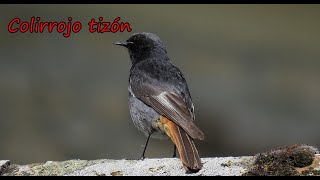 Colirrojo tizón (Phoenicurus ochruros)Caracteristicas y curiosidades.