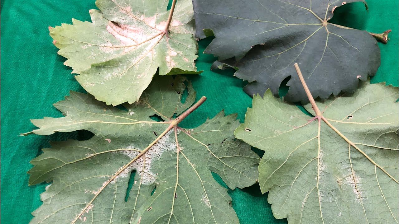 วิธีกำจัดเพลี้ยไฟในใบองุ่น