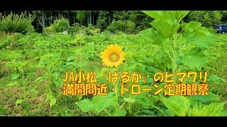 石川県絆再耕プロジェクト Ja小松 はるか ほぼ満開 Youtube 石川県絆再耕プロジェクト Ja小松 はるか ほぼ満開 Youtube