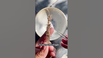 Seed saving: Phacelia