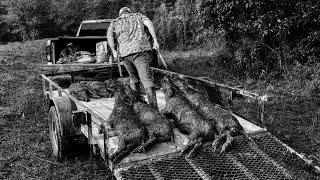 Trapping more muddy wild hogs at the duck hole. 6.5 creedmoor boar.