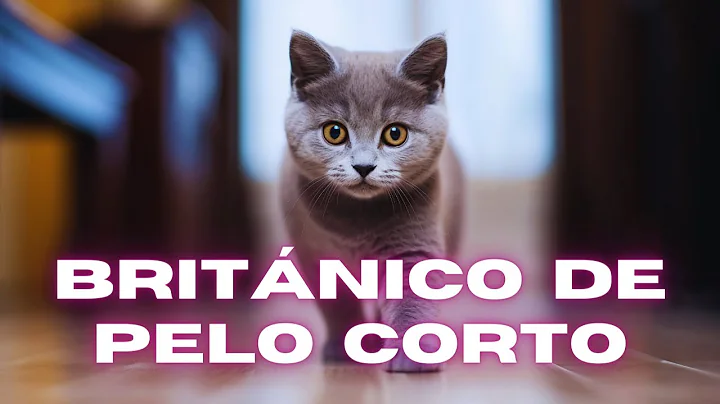 Video 11845951: british shorthair