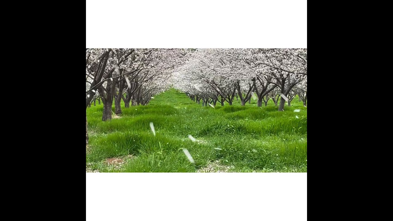 Beautiful Almond Petal Fall - Capay Hills Orchard