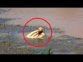 People saw a bag floating in the river and couldn’t believe their eyes…