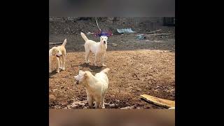 Alabai Central Asian Shepherd Puppies India.. Export Quality puppies 9338600700