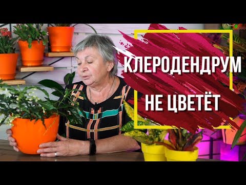 Почему не цветет клеродендрум в домашних условиях