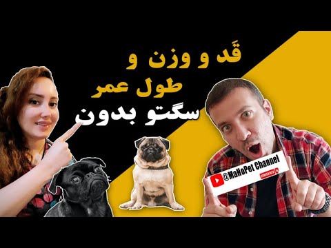 تصویری: گلدن رتریورها چقدر عمر می کنند؟