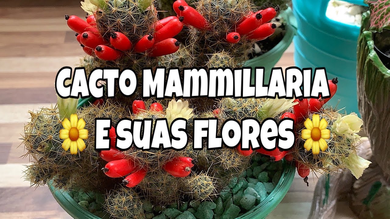 Cacto Mammillaria com flores - thptnganamst.edu.vn