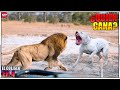 Dogo Argentino VS León - ¿Quién ganaría | Batallas de Animales Ep. 4