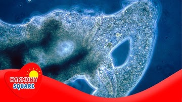 Introduction to the Kingdom Protista  - More Science on the Learning Videos Channel