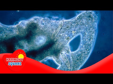 Introduction to the Kingdom Protista  - More Science on the Learning Videos Channel