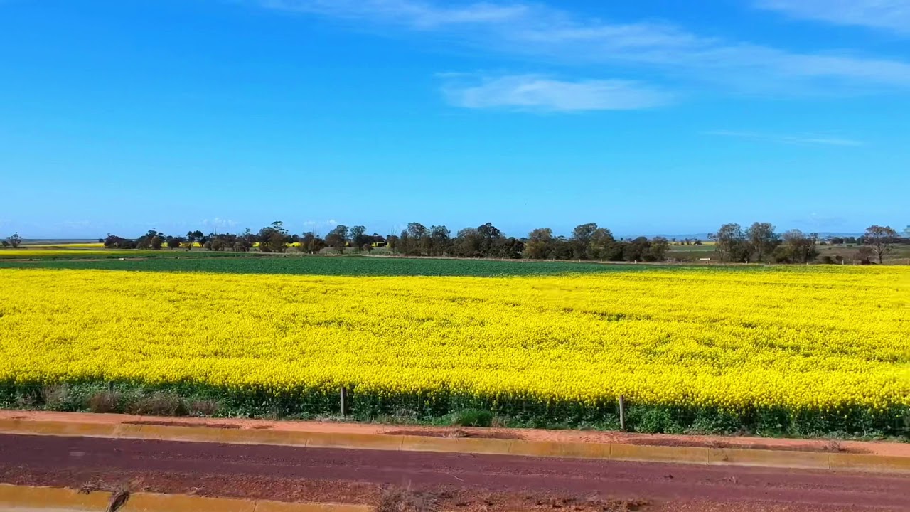 Dji drone, blooming of Canola fields ;)