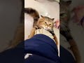 World’s Most Clingy Cats #cat #cats #catlover #catsoftiktok #fyp