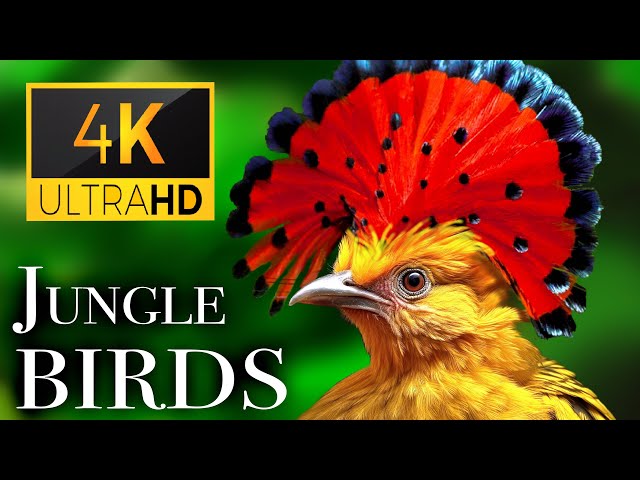 Jungle Birds 4K - Beautiful Birds Sound in the Rainforest | Scenic Relaxation Film class=