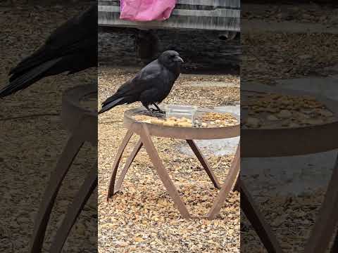 Squirrels clear out for crows #short #crow #squirrel