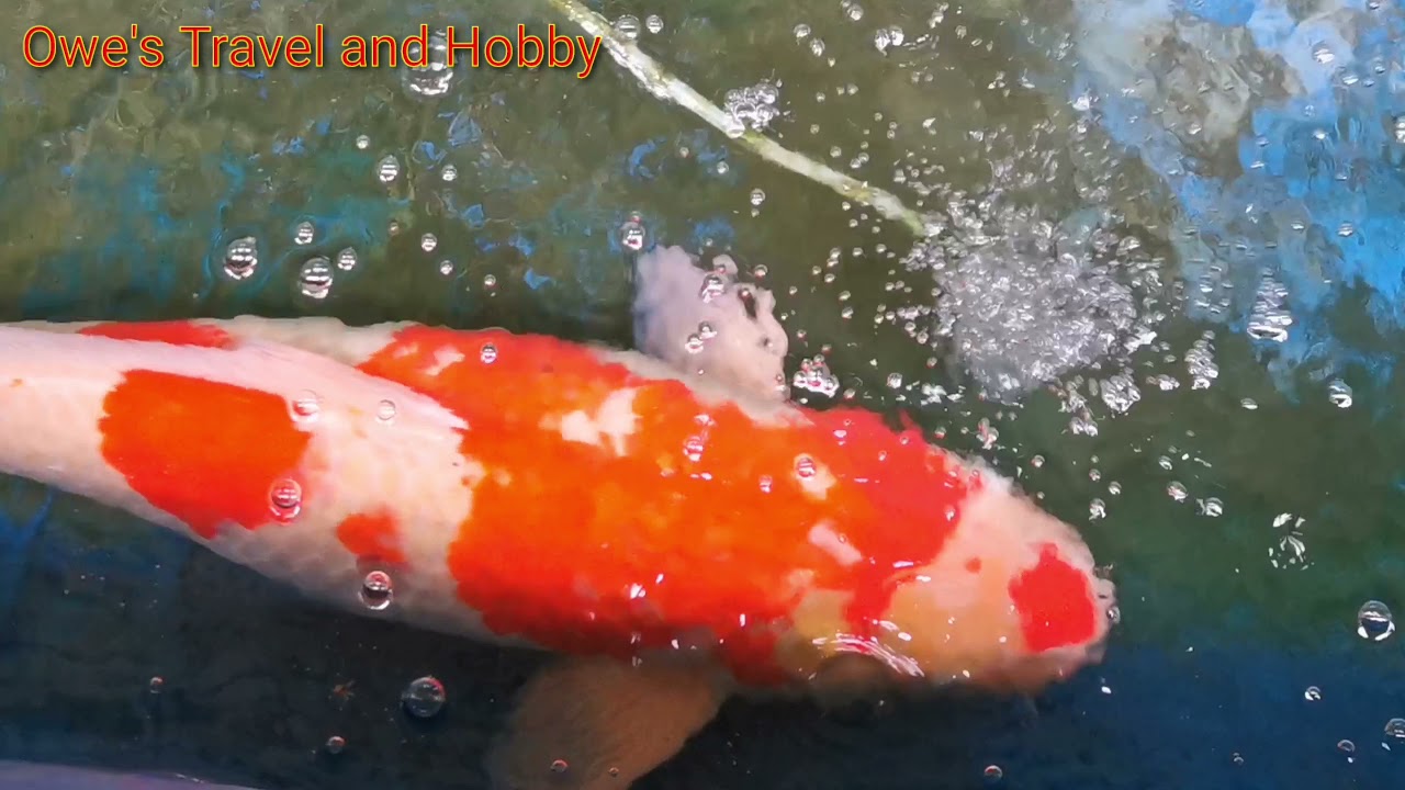 How To Quarantine Koi Fish Youtube